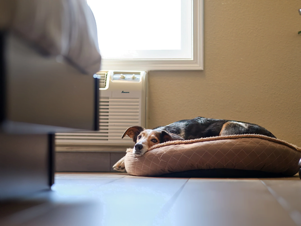 dog lying on dog bed in pet-friendly room at Fernie Fox Hotel