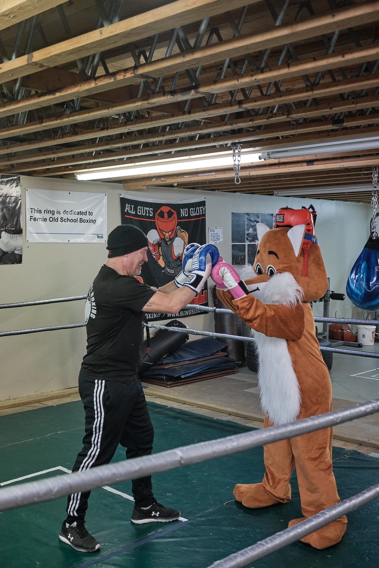 Fernie Fox Hotel mascot spars in boxing gym.
